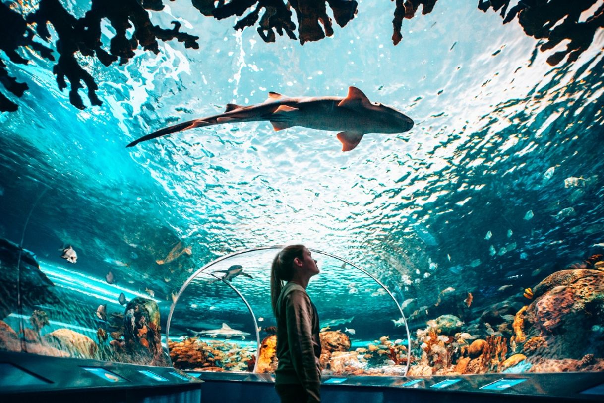 Place Acuario de Ripley