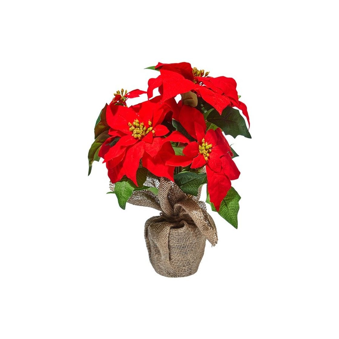 Productos Planta Flor de Pascua