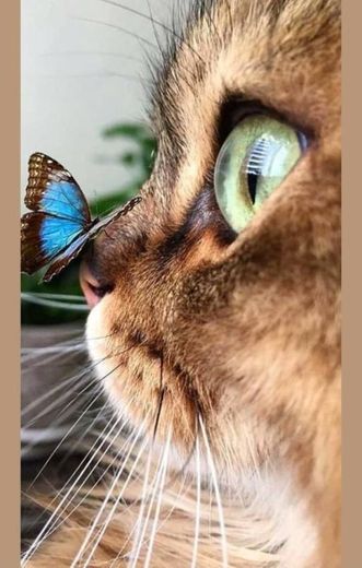 butterfly&cat💕