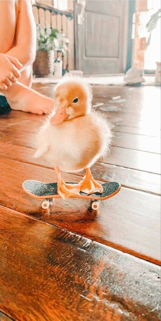 Moda Até vc patinho gosta de skate 💗