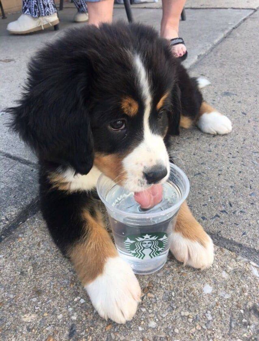 Moda Cachorrinho tomando água