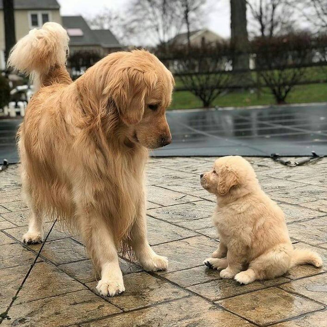 Fashion Golden 😍🐕