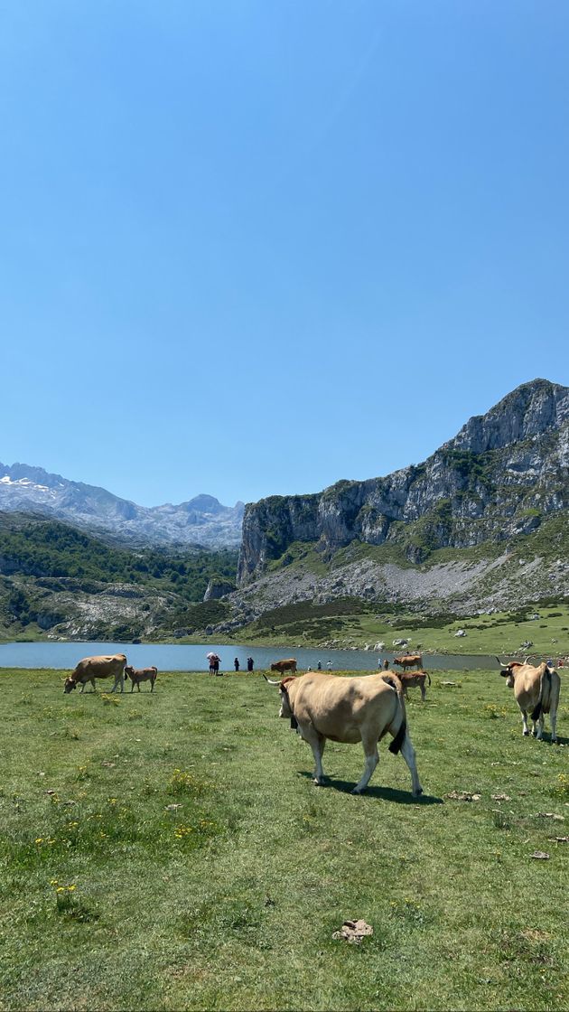 Lugar Lagos de Covadonga