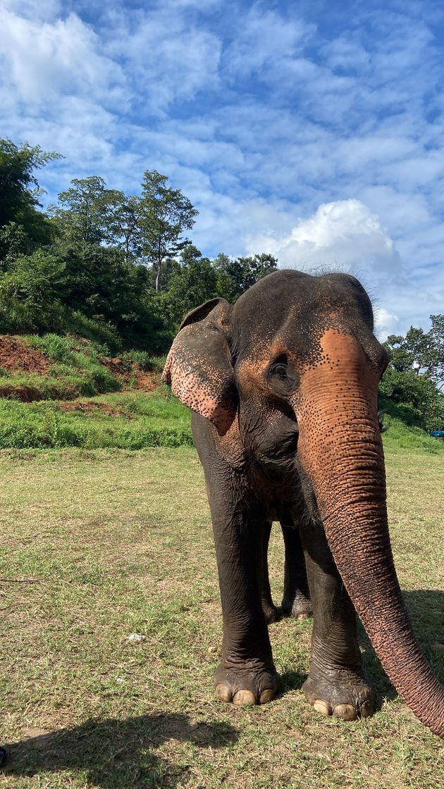 Places Ran-Tong Save & Rescue Elephant Centre