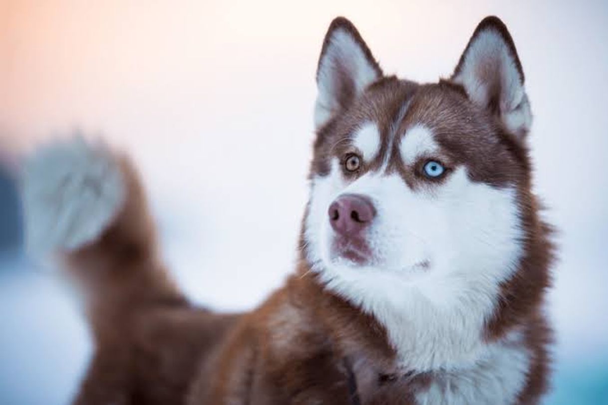Social Husky Siberiano
