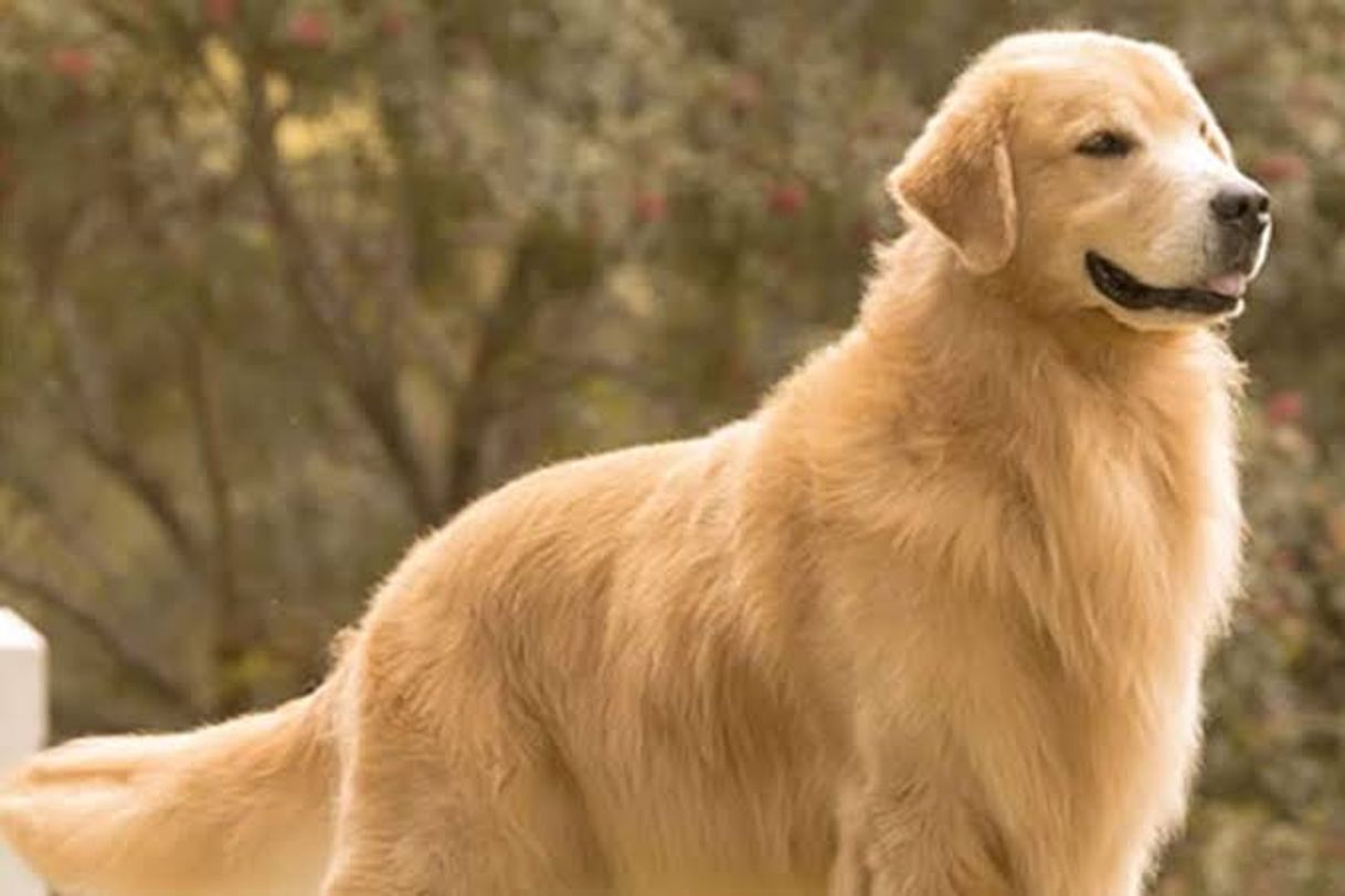 Social Golden Retriever