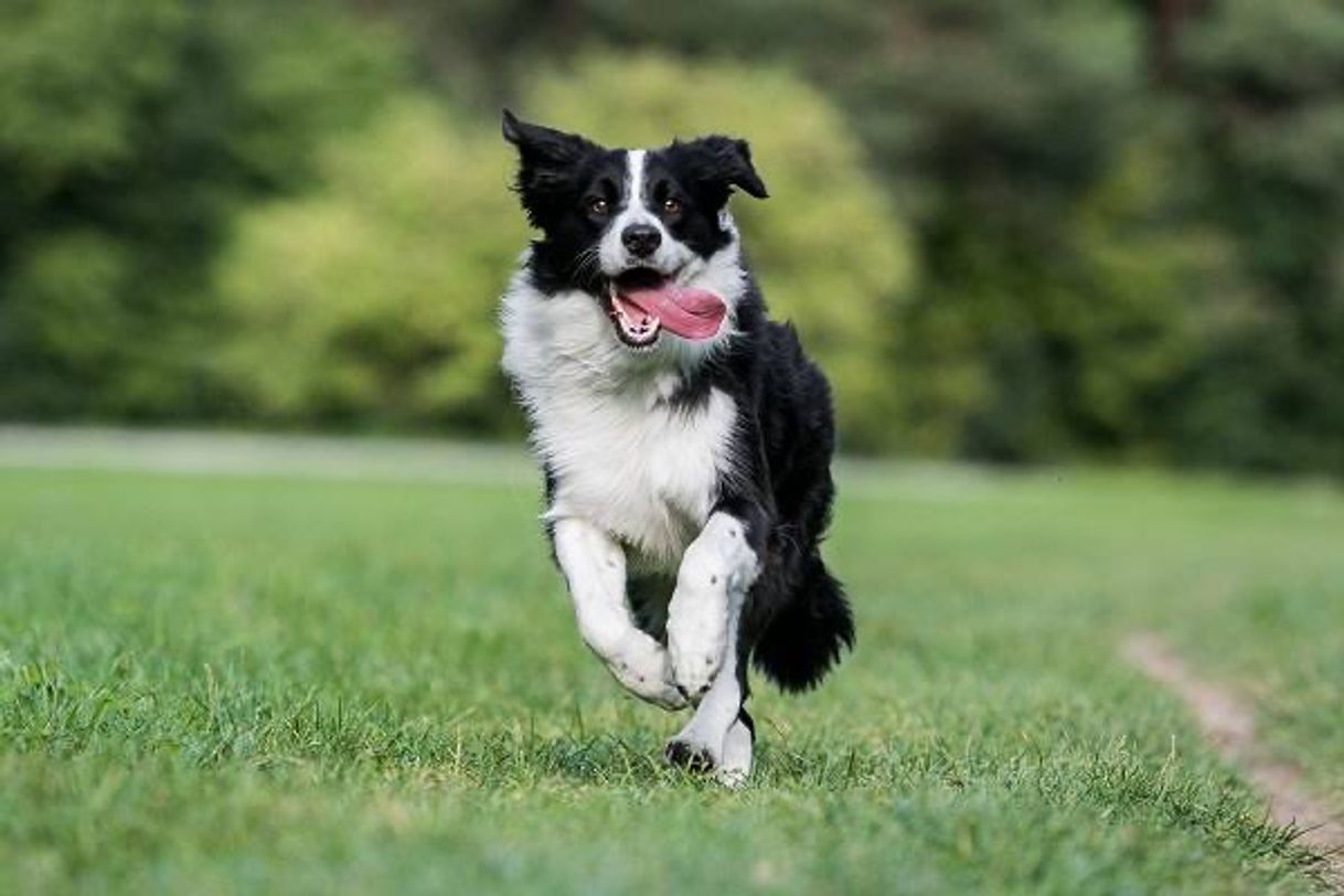 Social Border Collie