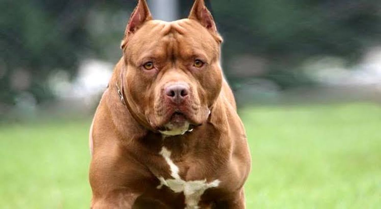 Social Pit bull