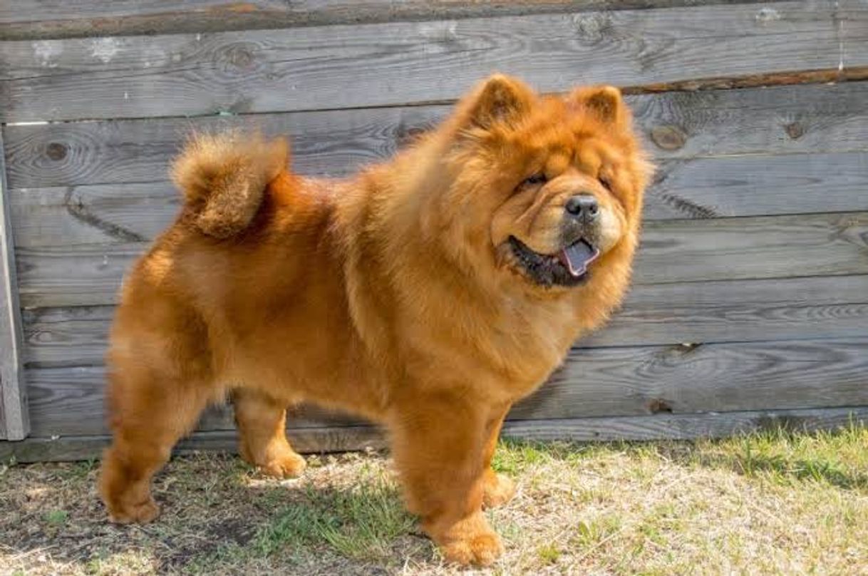 Social Chow-Chow