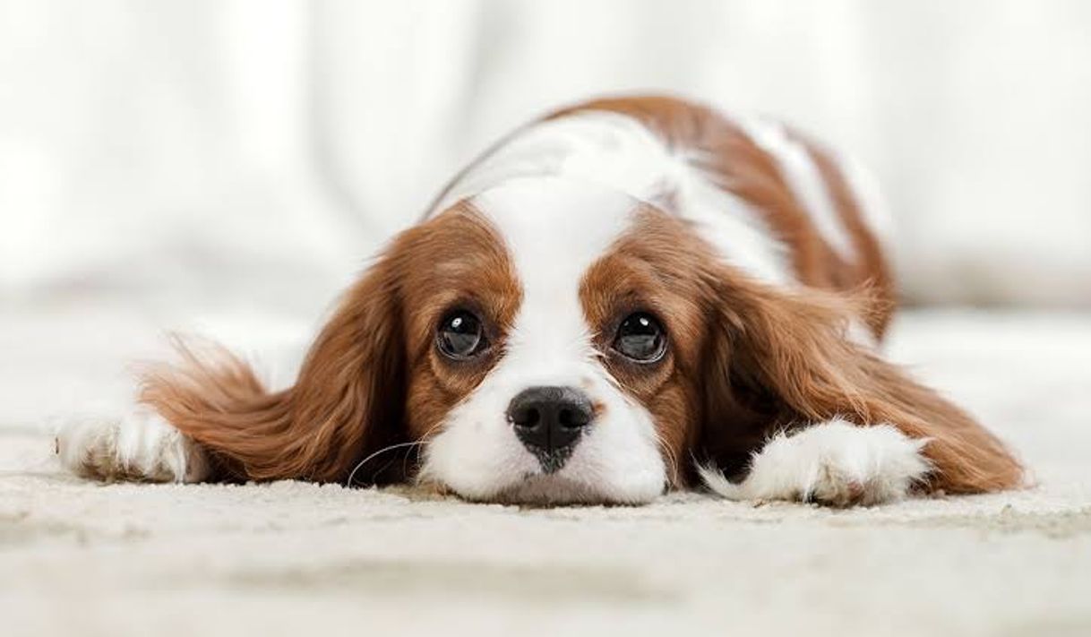 Social Cavalier King Charles Spaniel 