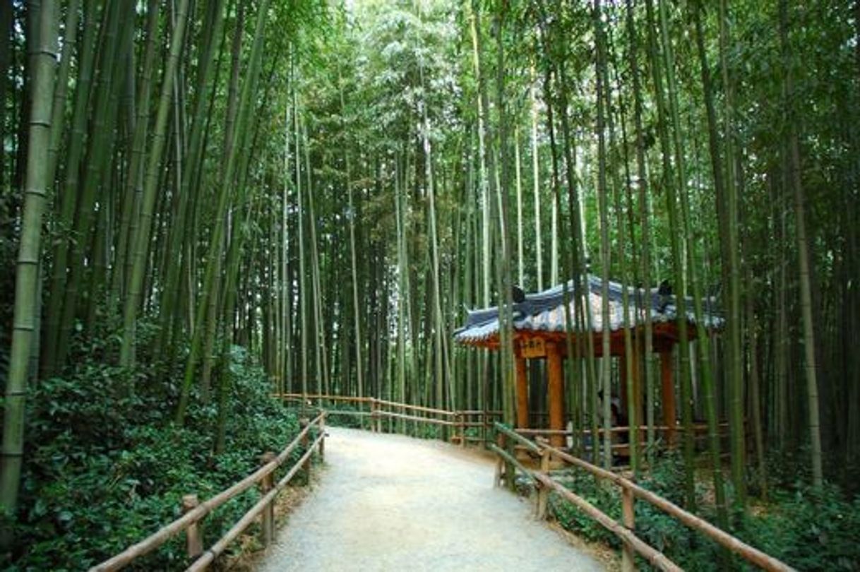 Place Juknokwon (Bamboo Forest)