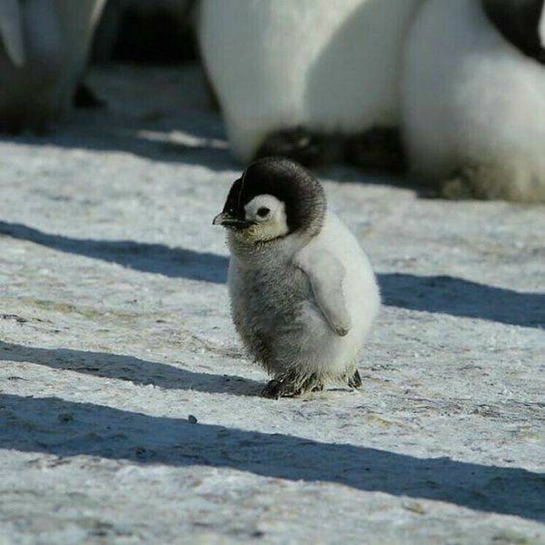 Fashion Baby penguin🐧