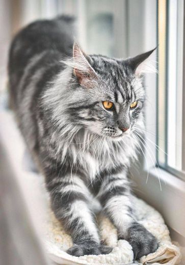 Maine coon🐱🦁