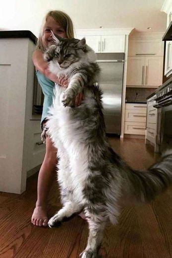 Maine coon