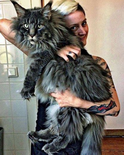 Maine coon🐱🦁