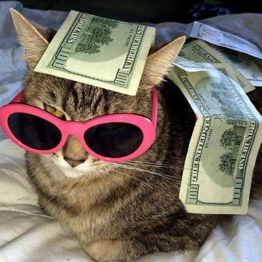 🐱🕶