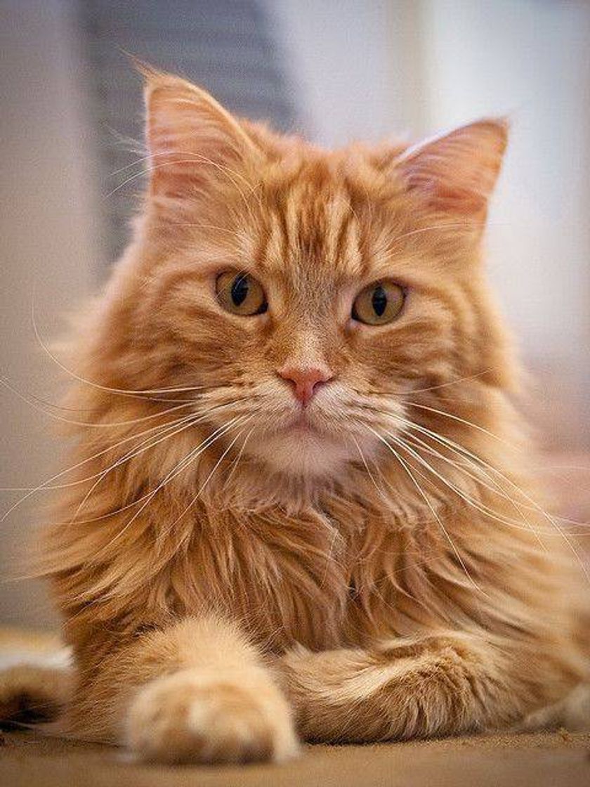 Moda Maine coon🐱🦁