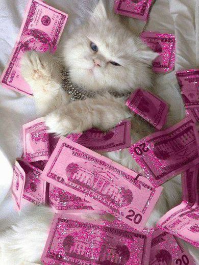 🐱💵