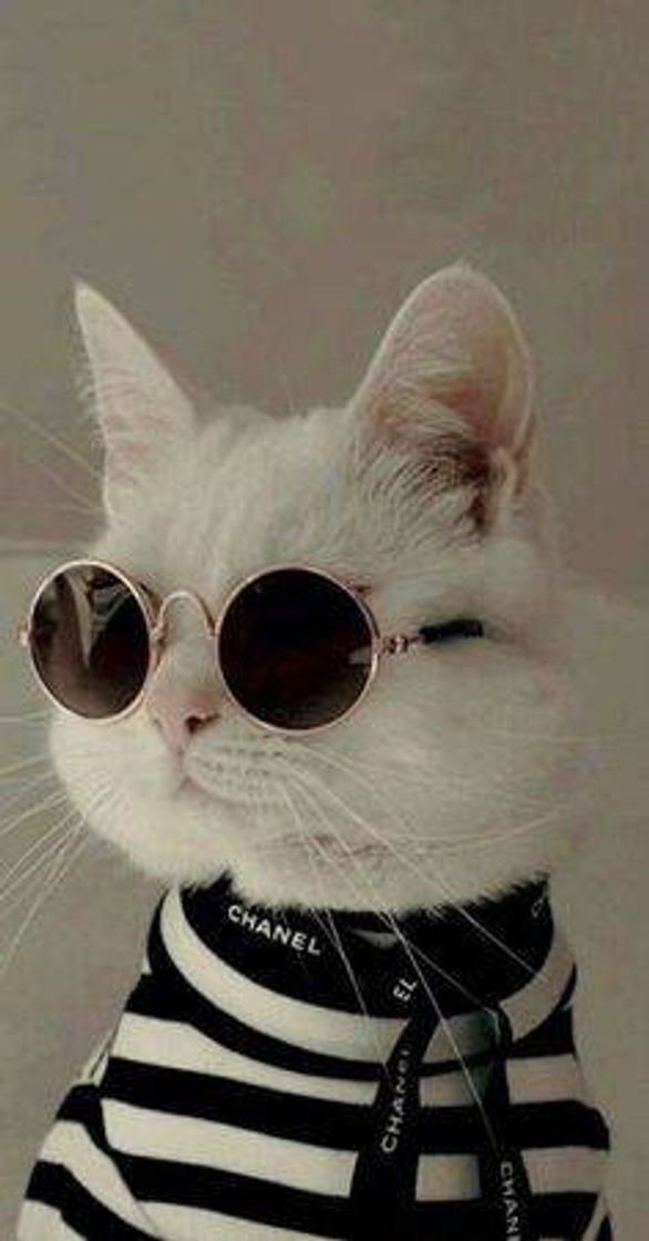 Fashion Gato