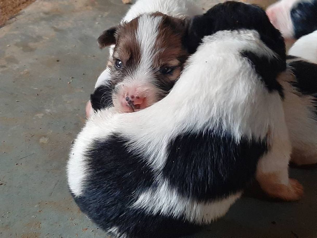 Moda Estou doando esses cachorrinhos aqui em Floripa😍