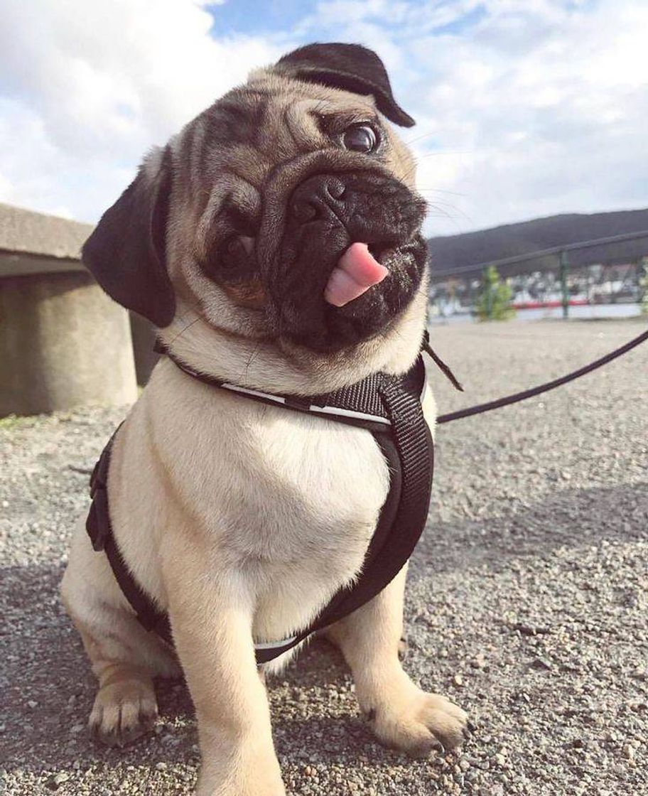 Social Que fofura 🐶