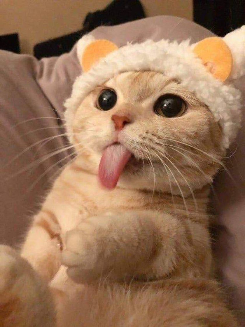 Social Gatinho