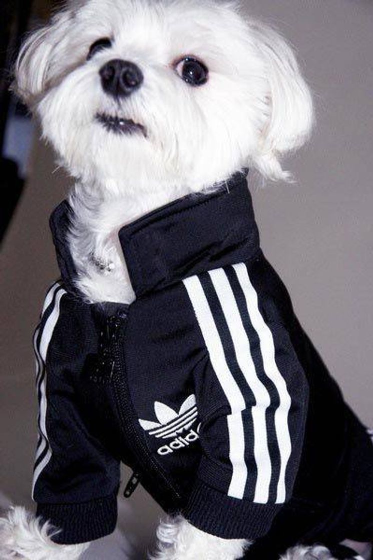 Fashion Cachorro com Adidas 