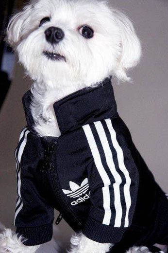 Cachorro com Adidas 