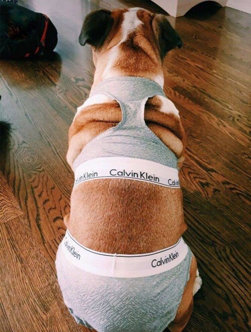 Fashion Cachorro Calvin Klein 