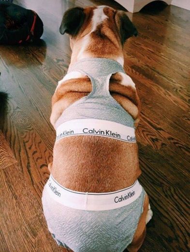 Cachorro Calvin Klein 