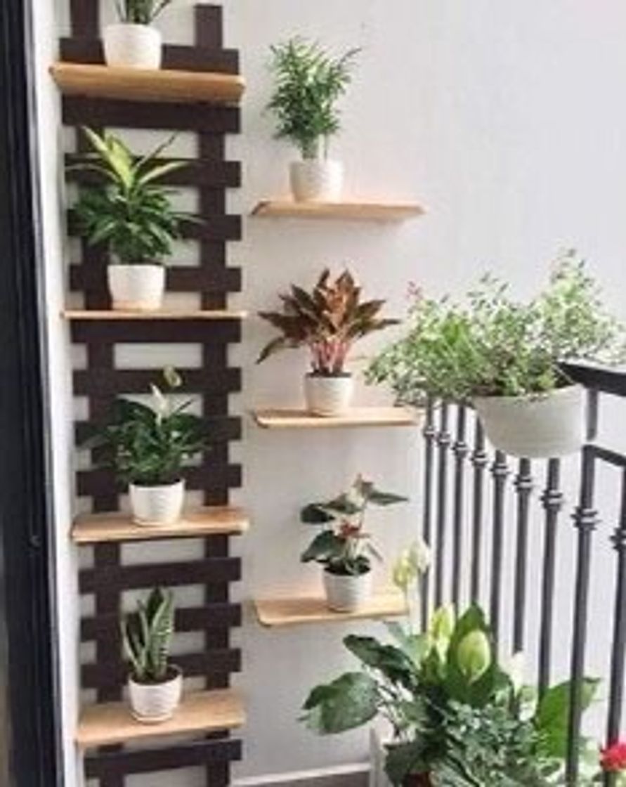 Moda Prateleira para plantas 