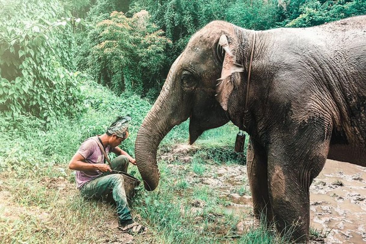 Elephant