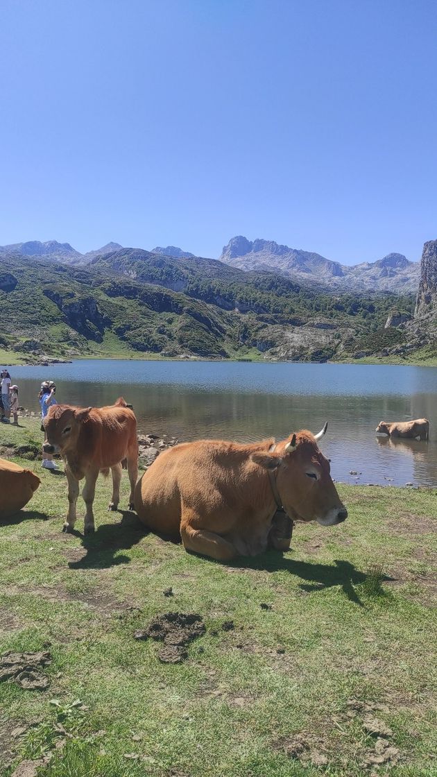 Lugares Lago Ercina