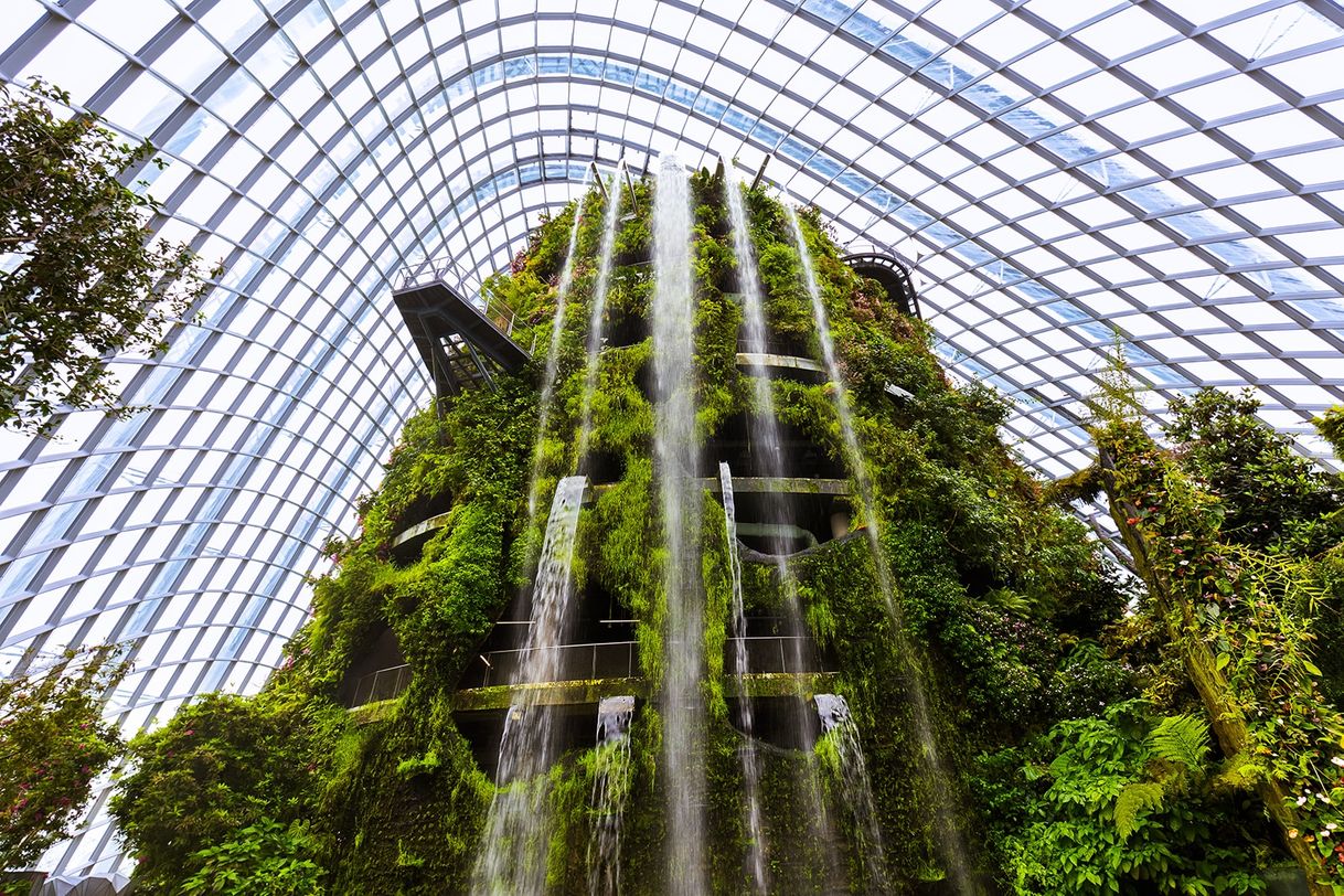 Places Cloud Forest