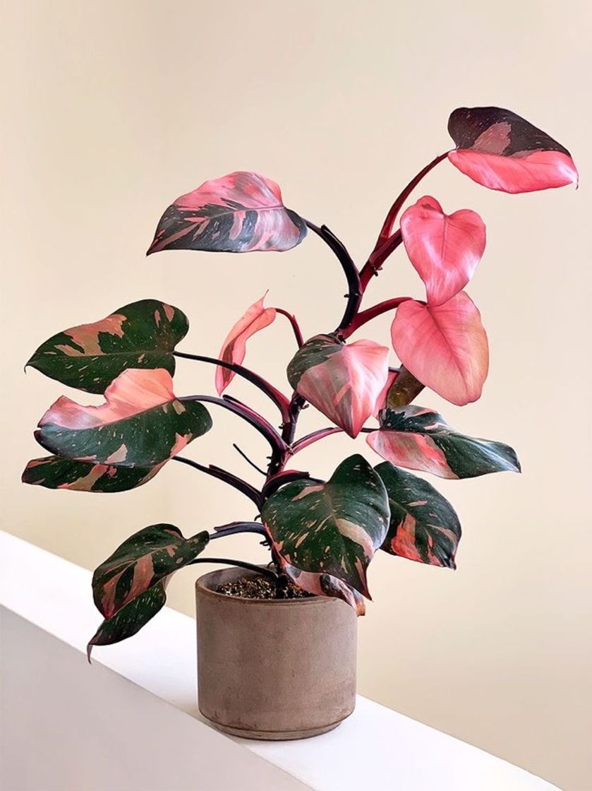 Moda Pink princess philodendron