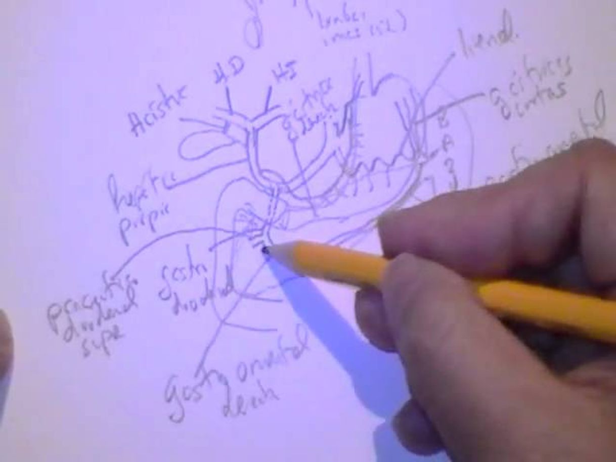 Fashion ANATOMIA 2.0: IRRIGACION DE ABDOMEN Y PELVIS - YouTube