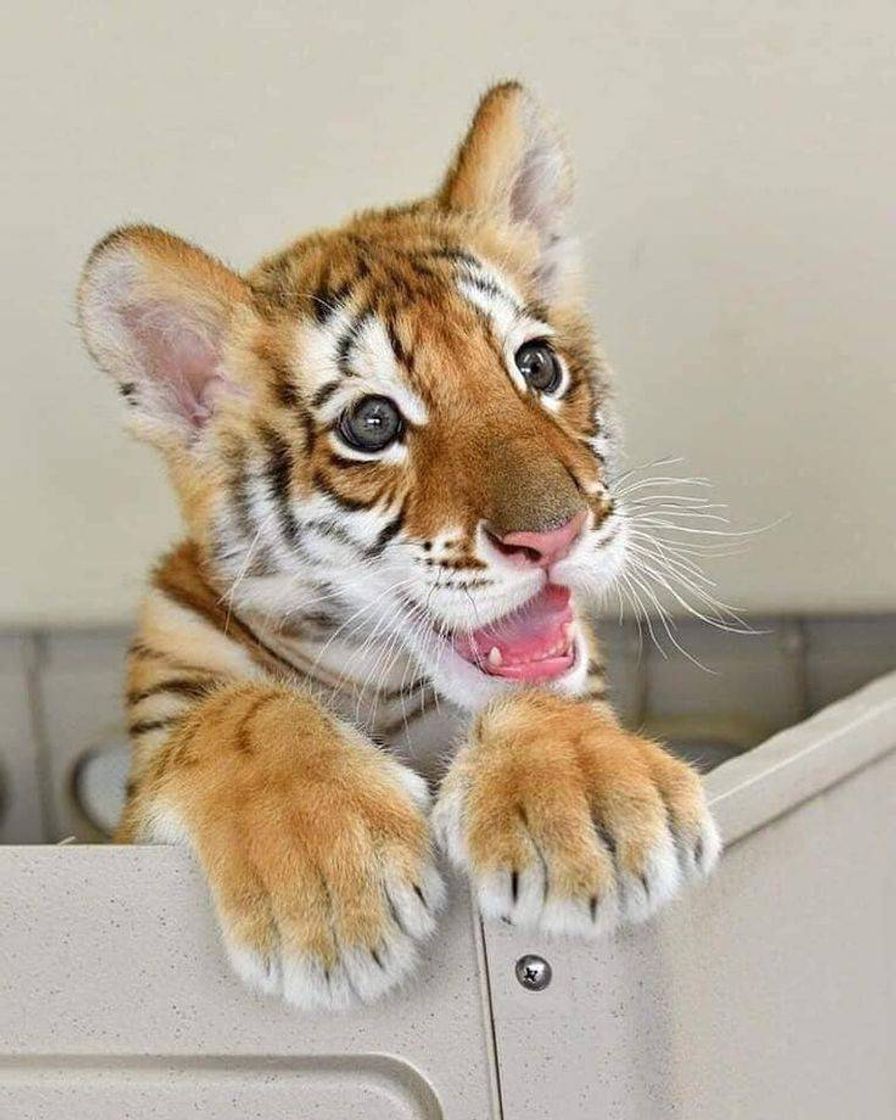 Moda Baby Bengal Tiger