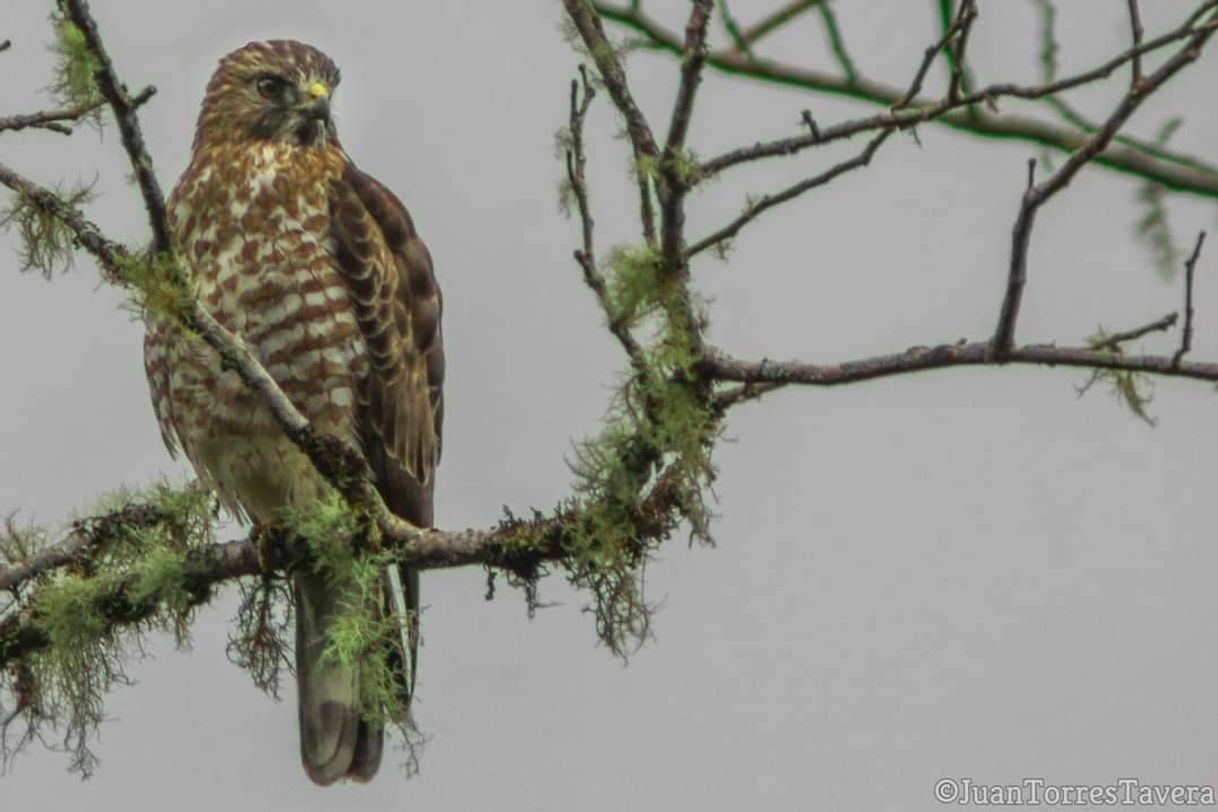 Moda Broad-winged hawk - Wikipedia