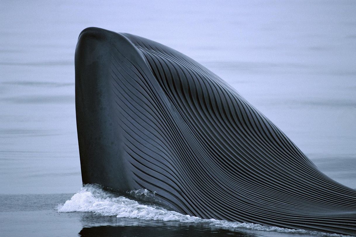 Fashion Ballena azul | National Geographic