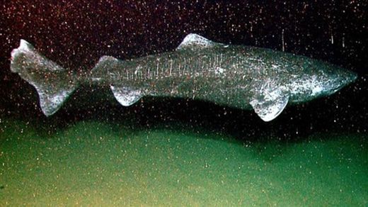 Este es el vertebrado vivo más viejo que se conoce: un tiburón que ...