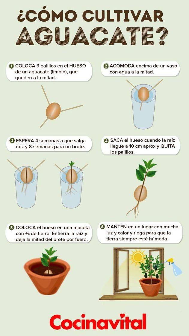 Moda Como plantar Aguacate en tu casa 