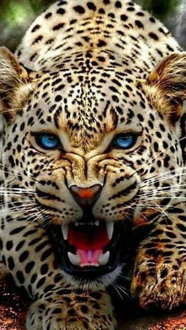 Fashion Jaguar