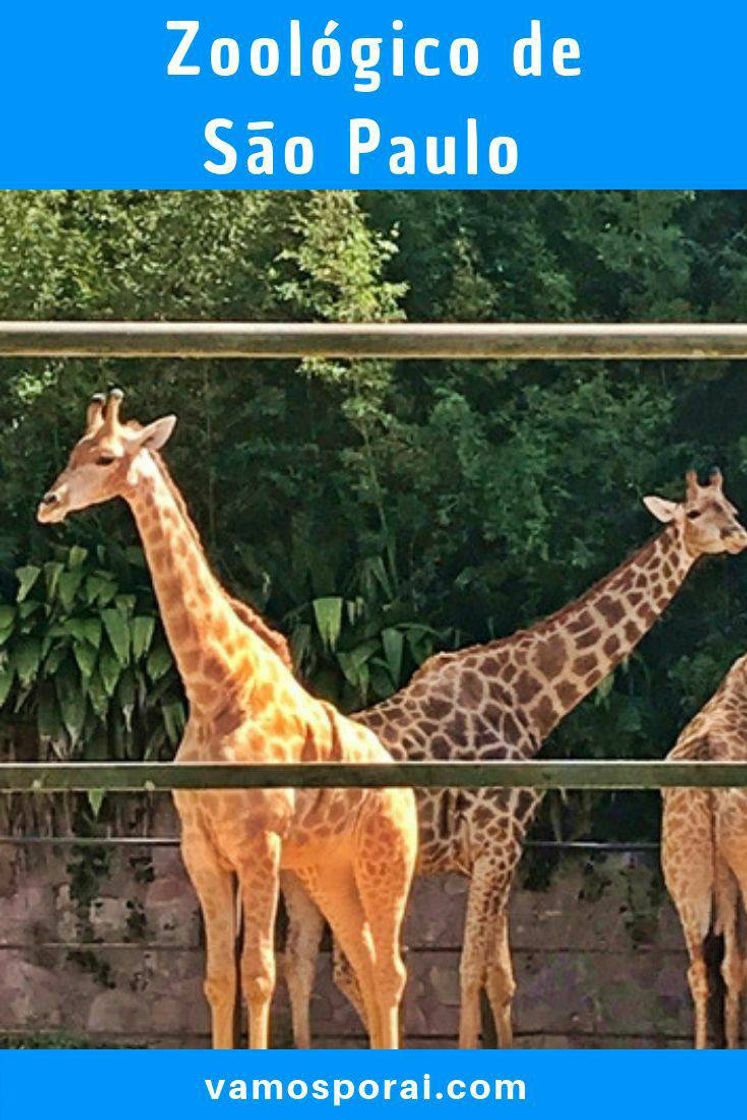 Fashion Zoológico de São Paulo 