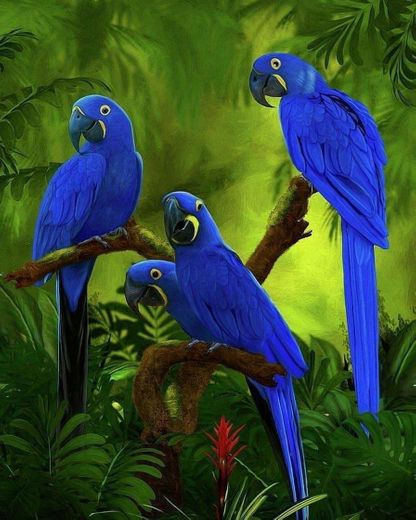 Pássaros Azuis