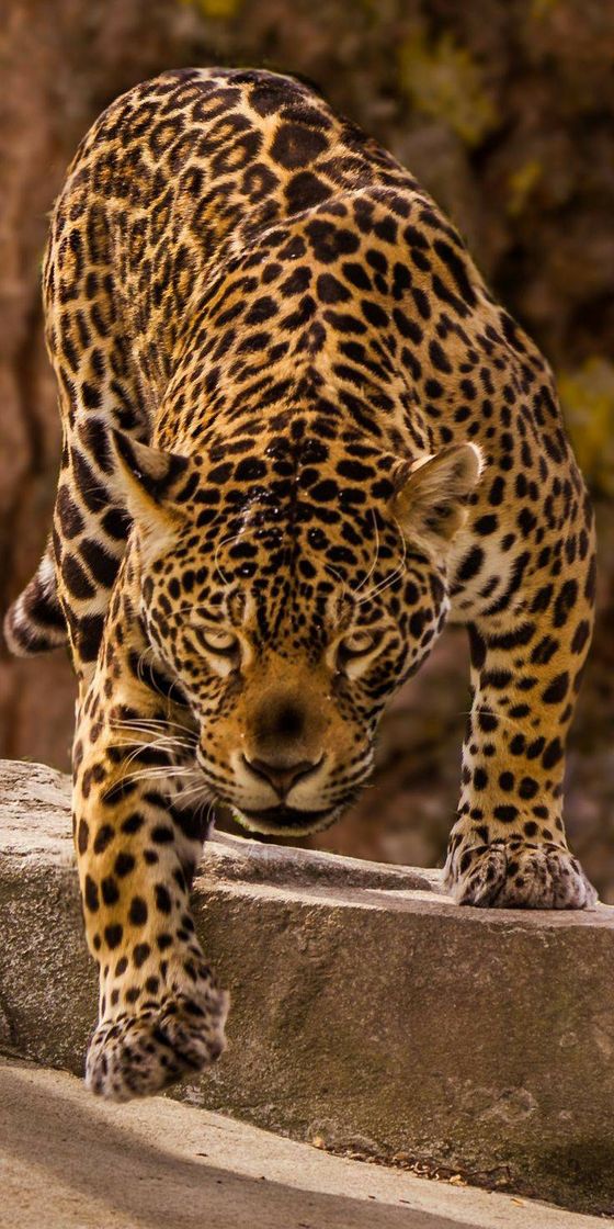 Fashion Jaguar