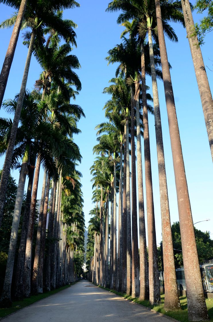 Place Jardim Botânico do Rio de Janeiro