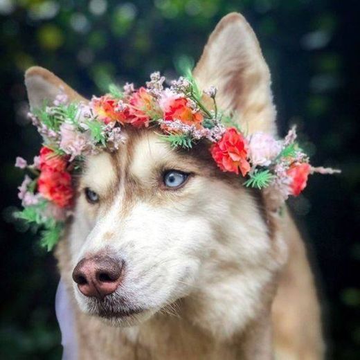 Cachorrinho 🐶com flores na cabeça 💐🌼