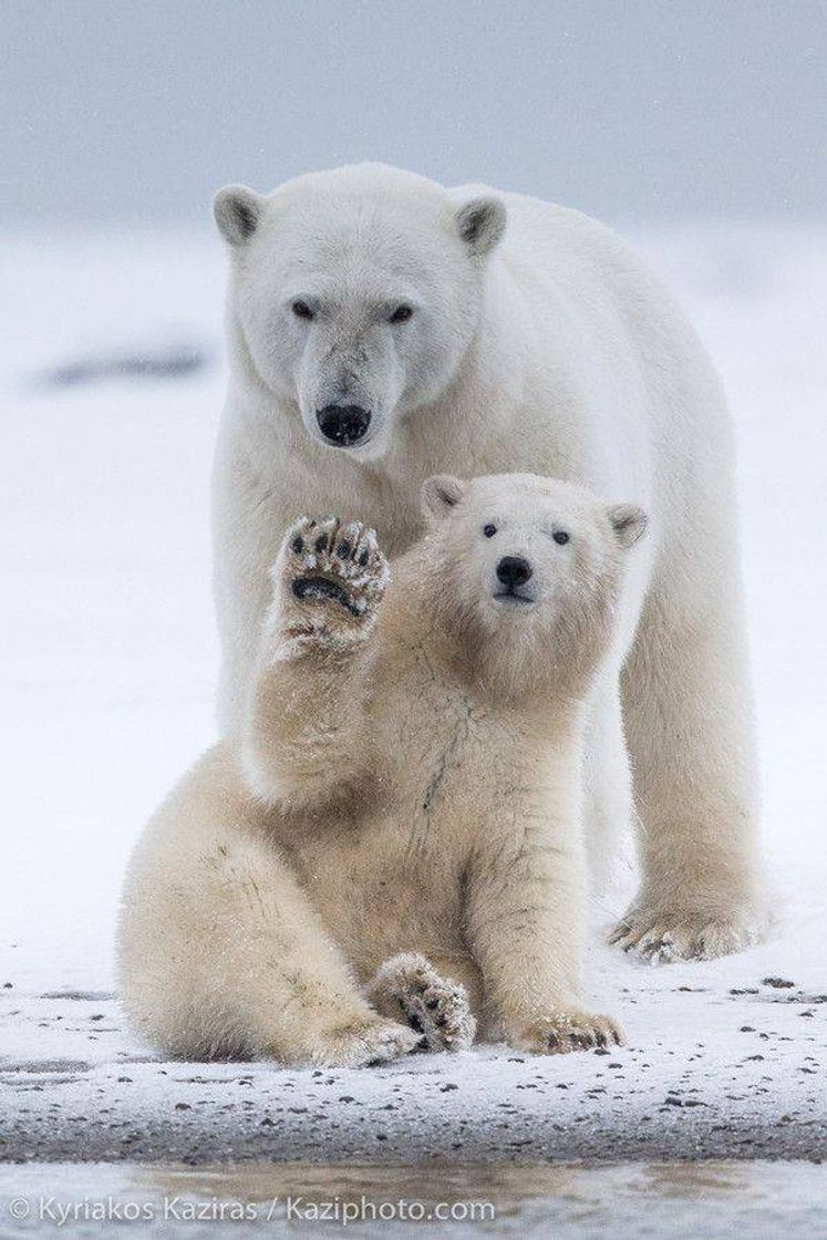 Fashion Urso Polar dizendo Io 