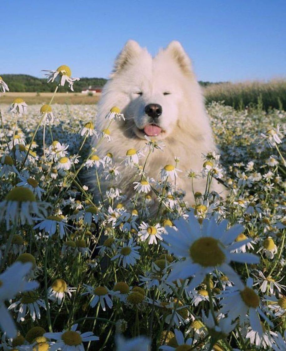 Fashion Queria ser esse cachorro 🐕🌼