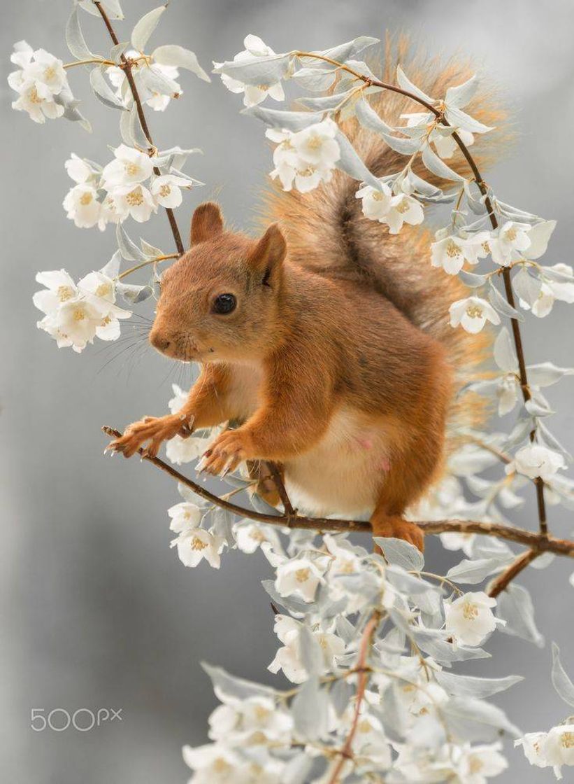 Fashion Esquilo emsima do galho 🐿️🌼